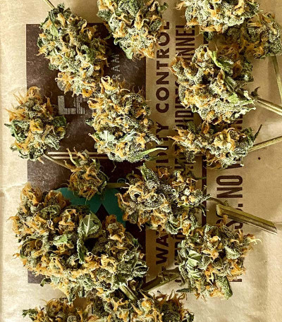 Семена сорта Shogun fem (Royal Queen Seeds)