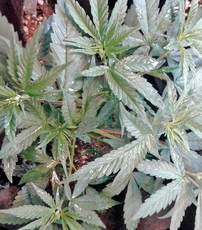 Семена сорта Full Moon fem (Nirvana Seeds)