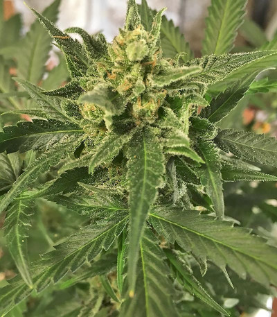 Семена сорта Green Crack Auto fem (FastBuds)