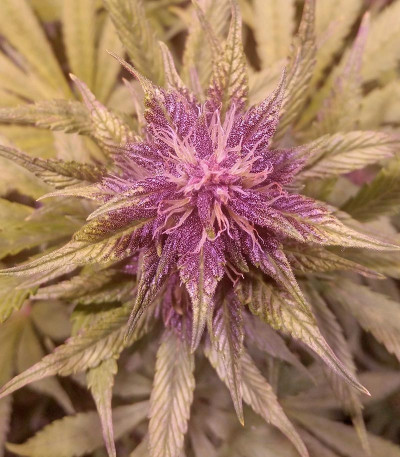 Семена сорта LSD-25 Auto fem