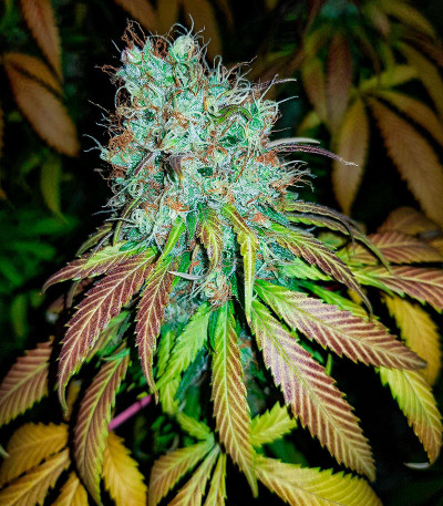 Семена сорта Leisure Zoot Larry fem (Dr. Krippling Seeds)