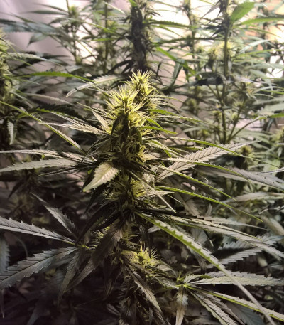 Семена сорта Lemon Kush fem (Female Seeds)