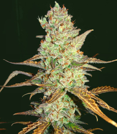 Семена сорта Mimosa Cake Auto fem