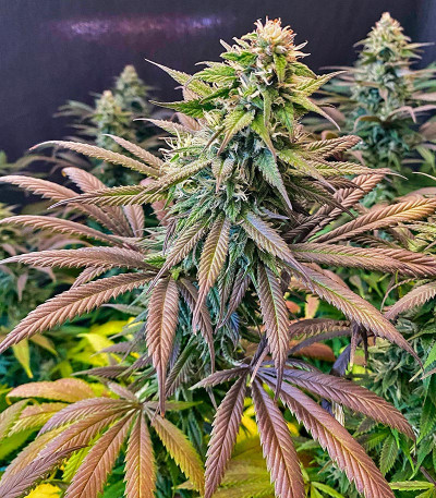Семена сорта Strawberry Amnesia fem (Herbies Seeds)