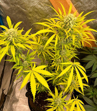 Семена сорта Guava Auto fem (FastBuds)