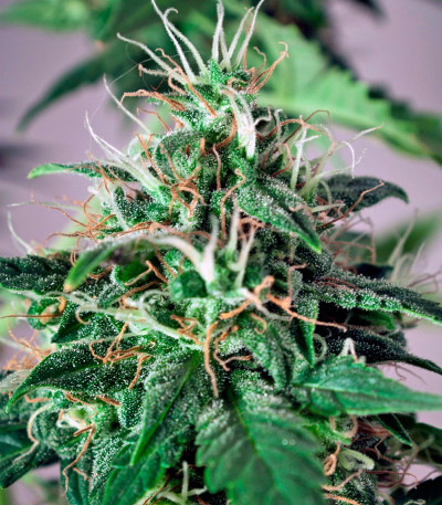 Семена сорта Taiga fem