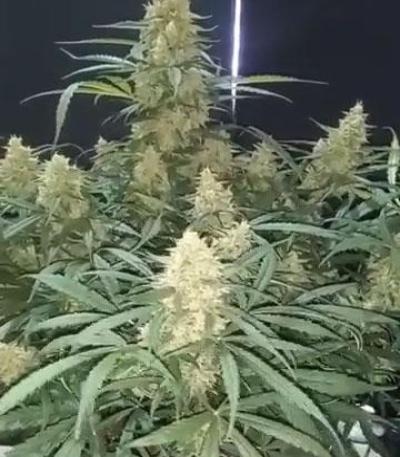 Семена сорта Apple Betty Auto fem (Herbies Seeds)