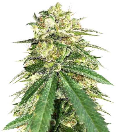 Семена сорта Auto White Widow x Big Bud fem (Female Seeds)