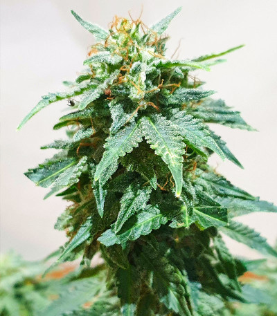 Семена сорта Bruce Banner #3 fem (Herbies Seeds)