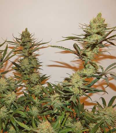 Семена сорта LSD fem (Семяныч)