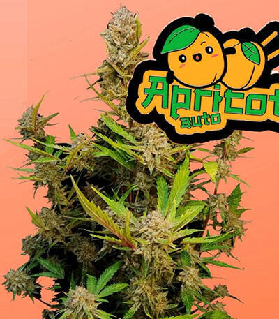 Семена сорта Apricot Auto fem (FastBuds)