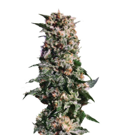 Семена сорта La Blanca fem