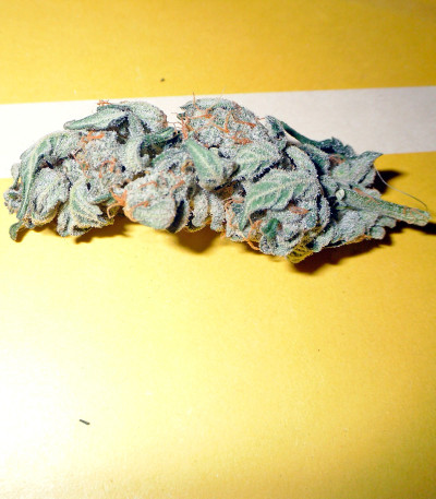 Семена сорта Damnesia Autoflowering fem (Strain Hunters)