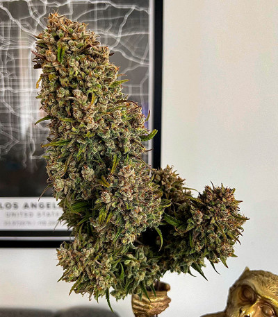 Семена сорта Gorilla Crunch Auto fem от Семяныча