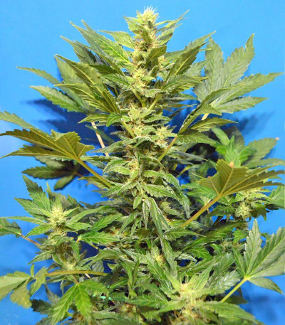 Семена сорта Lowryder Auto reg (Doctor’s Choice)