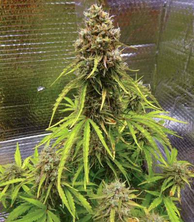 Семена сорта Wedding Cake Auto fem (Barney's Farm)