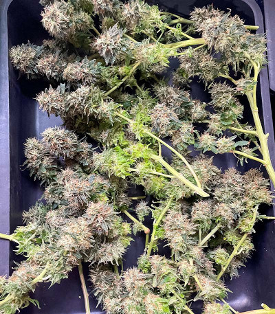 Семена сорта Ice Cream Cake fem (Barney's Farm)