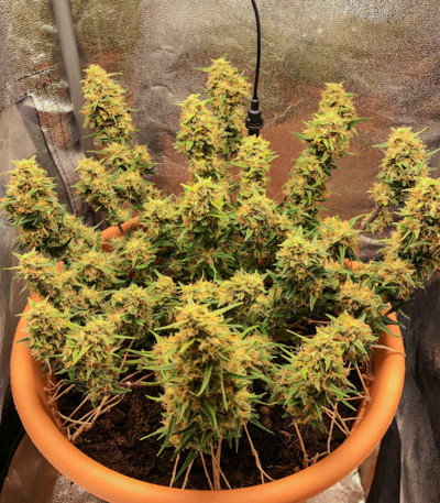 Семена сорта LSD auto fem (Семяныч)