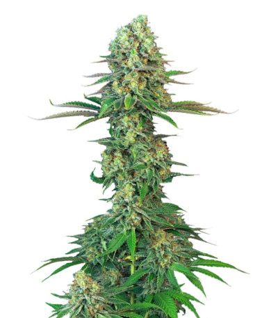 Семена сорта Original Bubblegum fem (TH Seeds)