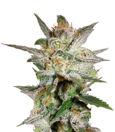Семена сорта Star 47 fem (World of Seeds)