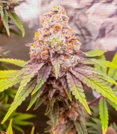 Семена сорта Tarte Tatin fem (Green House Seeds)