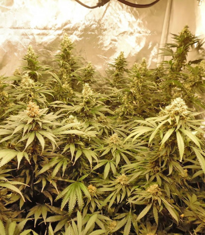 Семена сорта Blue Kripple fem (Dr. Krippling Seeds)