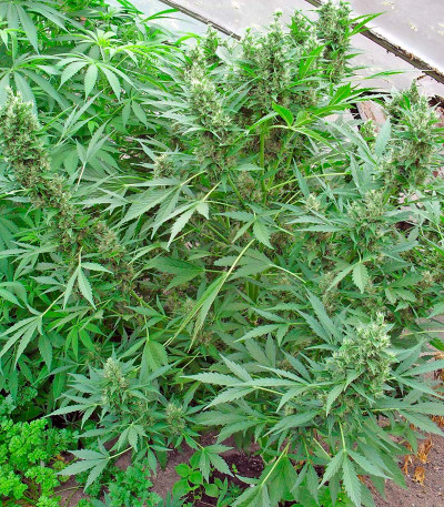 Семена сорта Mikromachine Auto fem