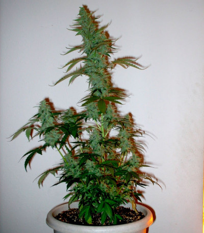 Семена сорта Supersonic Cristal Storm Auto fem (Samsara Seeds)
