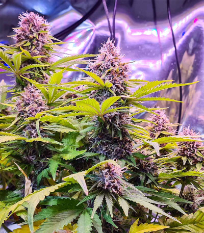 Семена сорта Watermelon Auto fem (Семяныч)