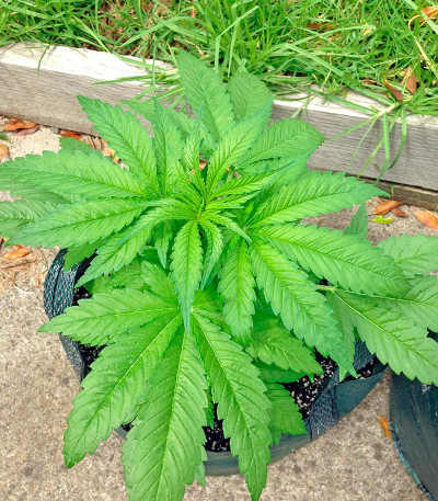 Семена сорта White Widow regular (Nirvana Seeds)