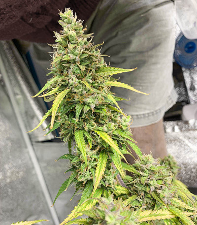 Семена сорта Auto Pineapple Glue fem (Advanced Seeds)