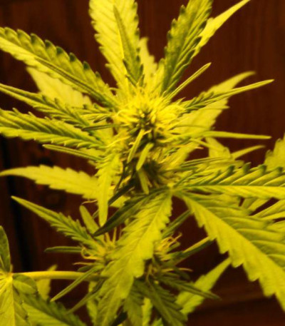 Семена сорта Blueberry Bliss Auto Fem (Vision Seeds)