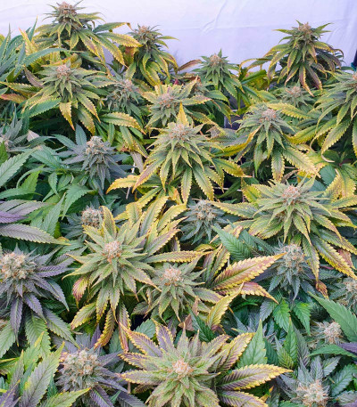 Семена сорта Cookies Kush fem