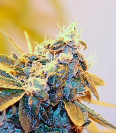 Семена сорта Damn Sour fem