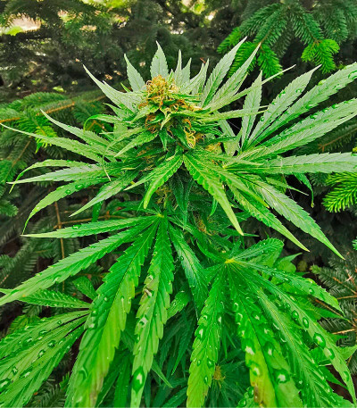 Семена сорта Katyusha fem (Kalashnikov Seeds)