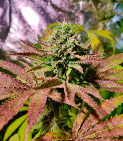 Семена сорта Pellezino Cookies fem (Original Sensible Seeds)