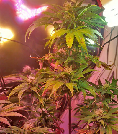 Сорт каннабиса Tangerine Dream Auto