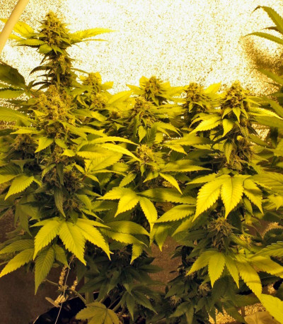 Семена сорта NYC Diesel fem (Sweet Seeds)