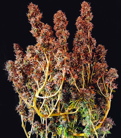 Семена сорта Purple Punch (00 Seeds)