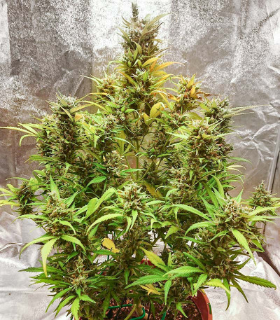 Семена сорта Crime Caramel Auto fem (Семяныч)