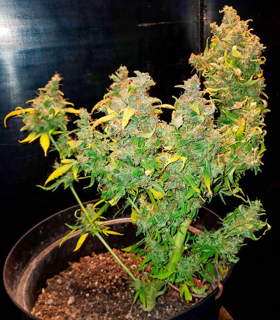 Семена сорта Critical XXL Auto fem (Herbies Seeds)