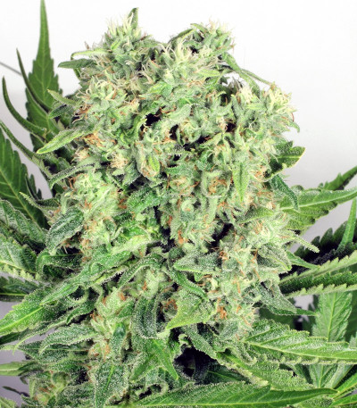 Семена сорта Dutch Cheese fem (Dutch Passion)