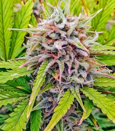 Семена сорта Mystical Autoflower fem (Easy Grow Seeds)