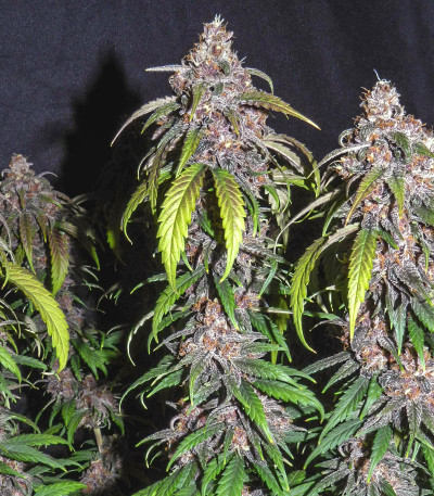 Семена сорта Red Purps fem (Female Seeds)