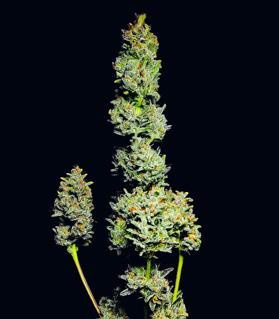 Семена сорта Strawberry Gorilla Auto fem (FastBuds)