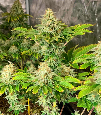 Семена сорта Jungle Lava fem (Original Sensible Seeds)