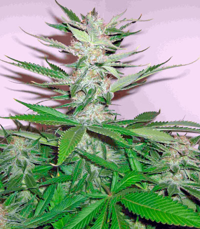 Семена сорта Smile Max Auto fem