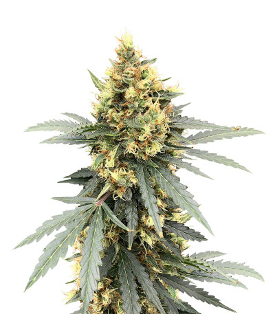 Семена сорта Auto Critical Orange Punch fem (Dutch Passion)