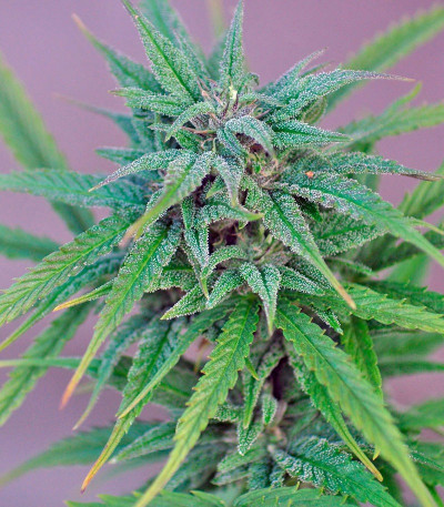 Семена сорта Exodus Cheese fem (Green House Seeds)