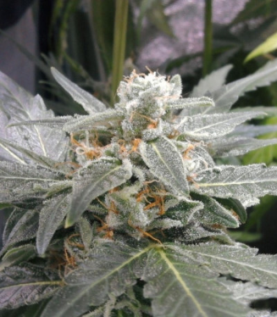 Семена сорта Royal Kush Automatic fem